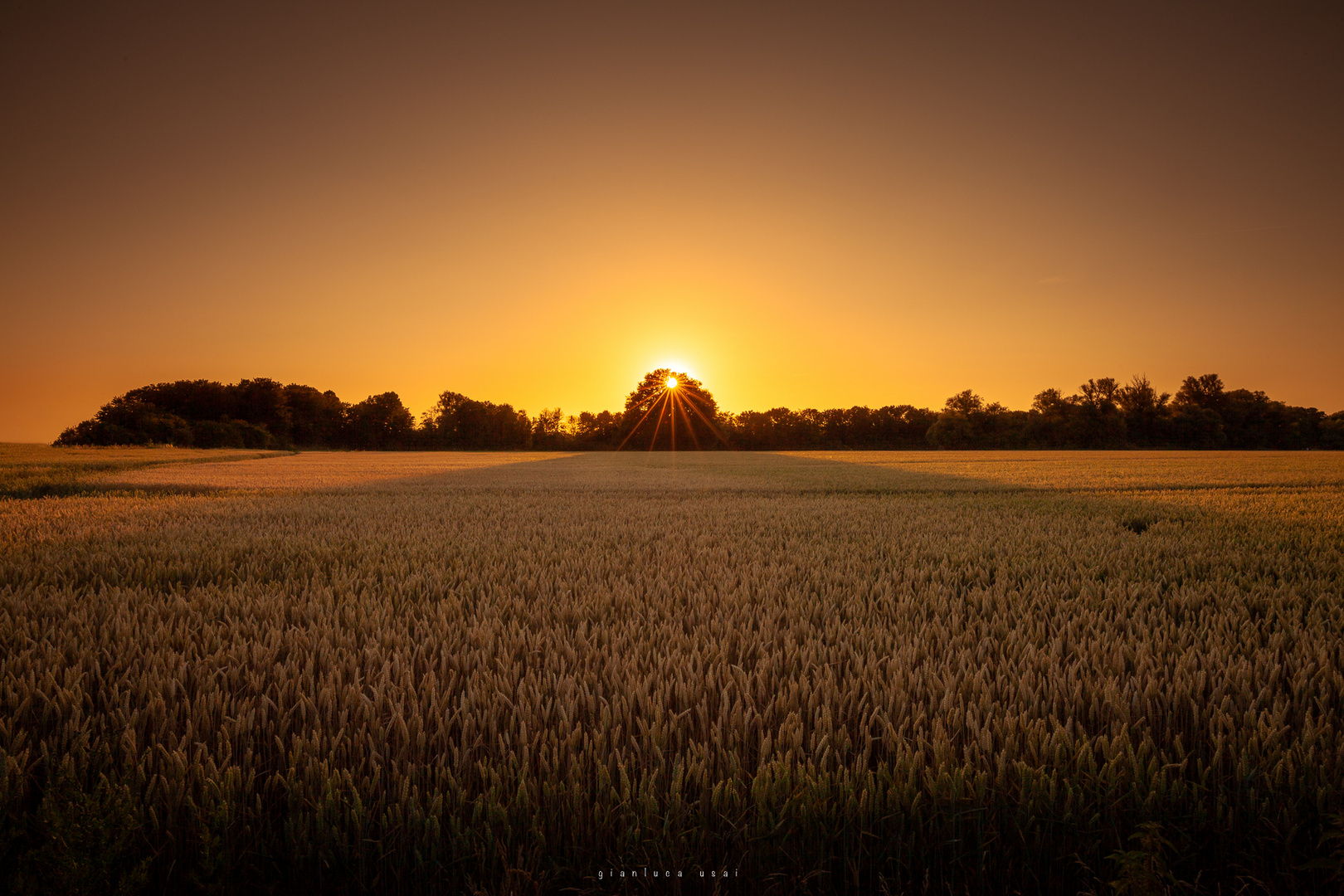 Abendsonne über dem Weizenfeld