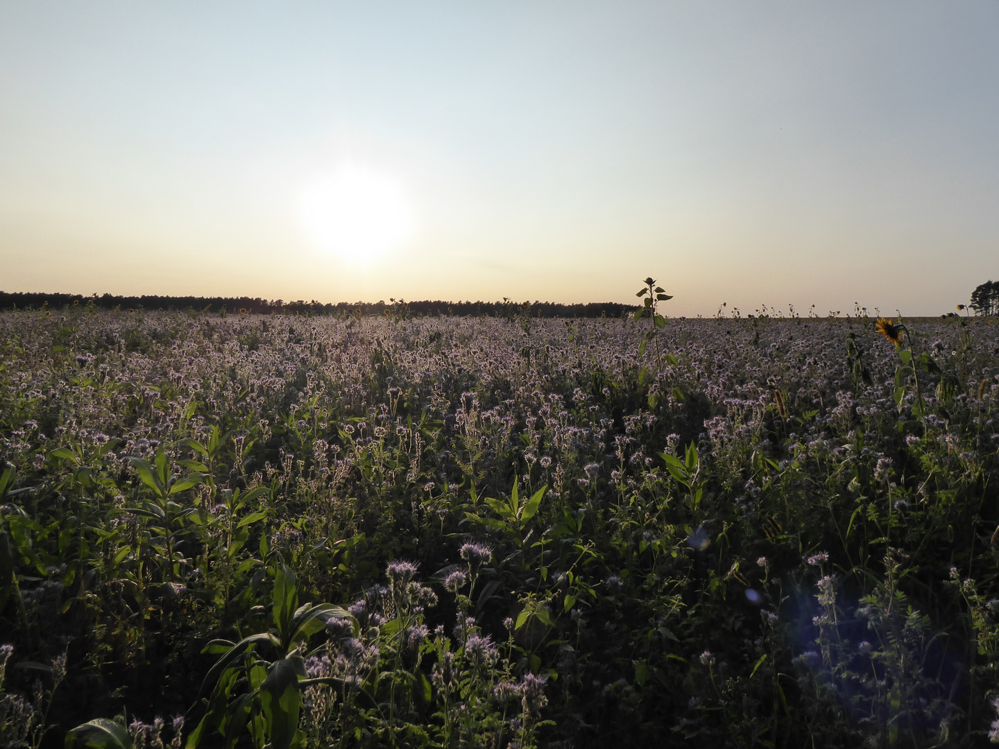 Abendsonne über den Blühwiesen