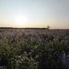 Abendsonne über den Blühwiesen