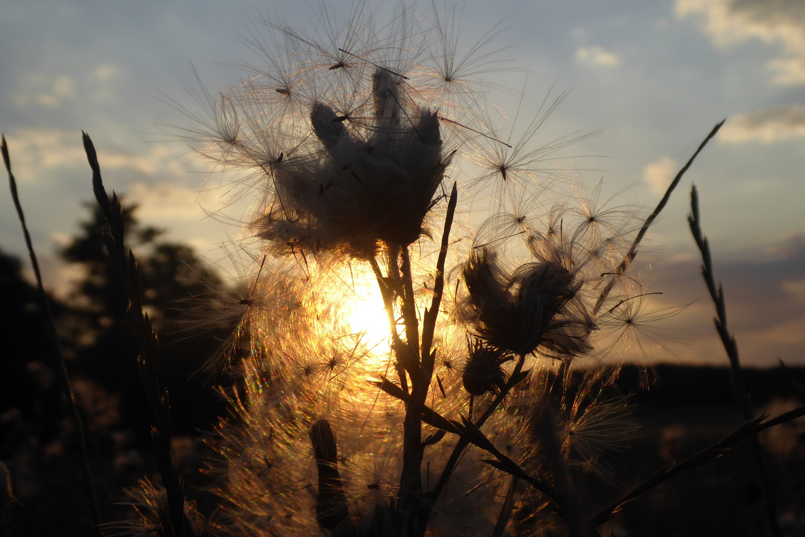 Abendsonne über den Disteln