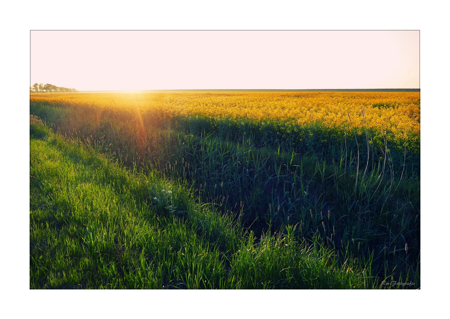 Abendsonne über Rapsfeld