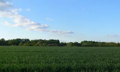 Abendsonne über Schönebeck