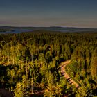 Abendsonne über schwedischem Wald