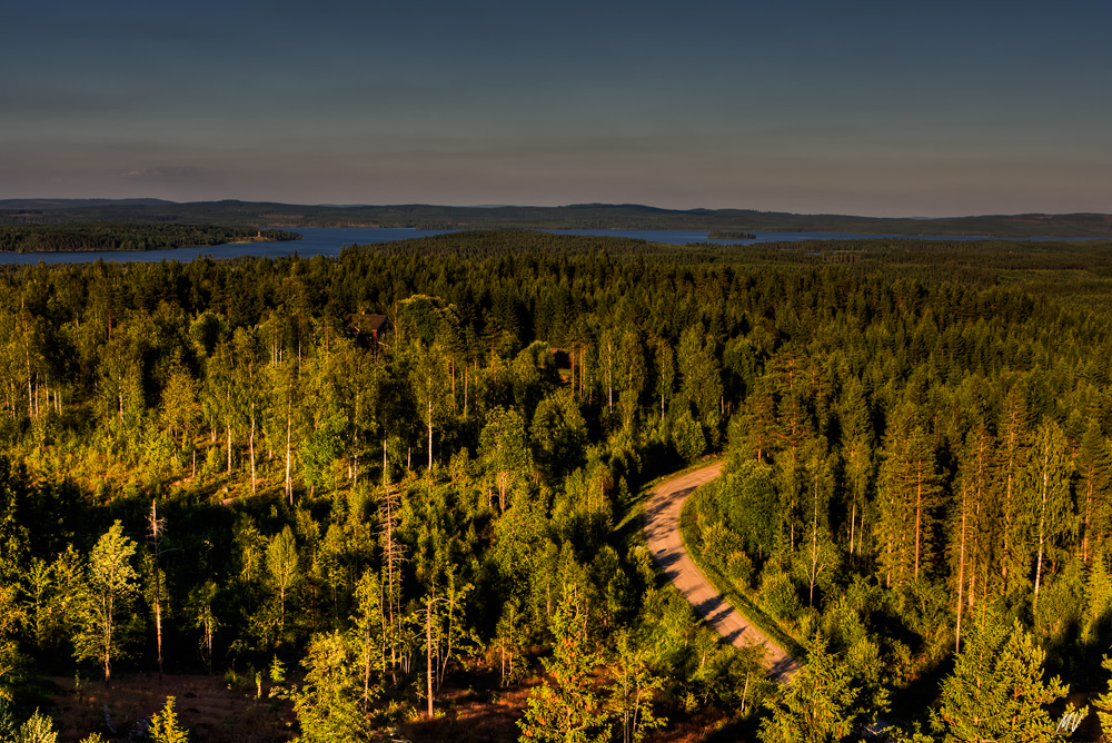 Abendsonne über schwedischem Wald