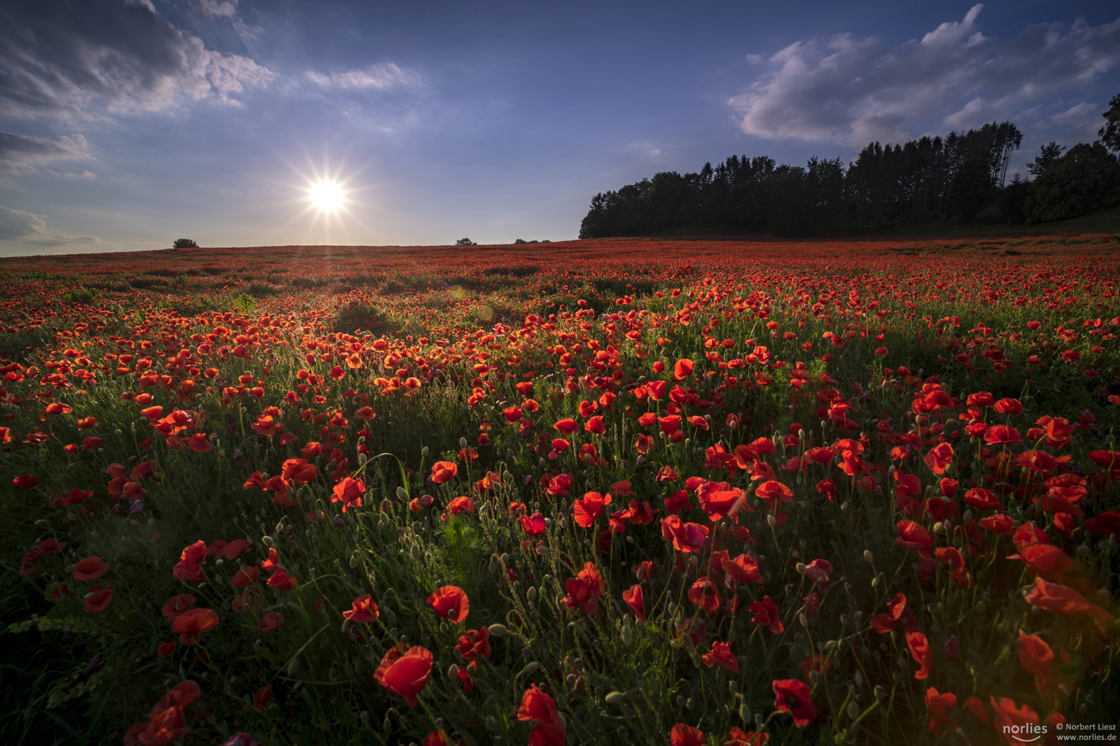 Abendsonne und Mohnfeld