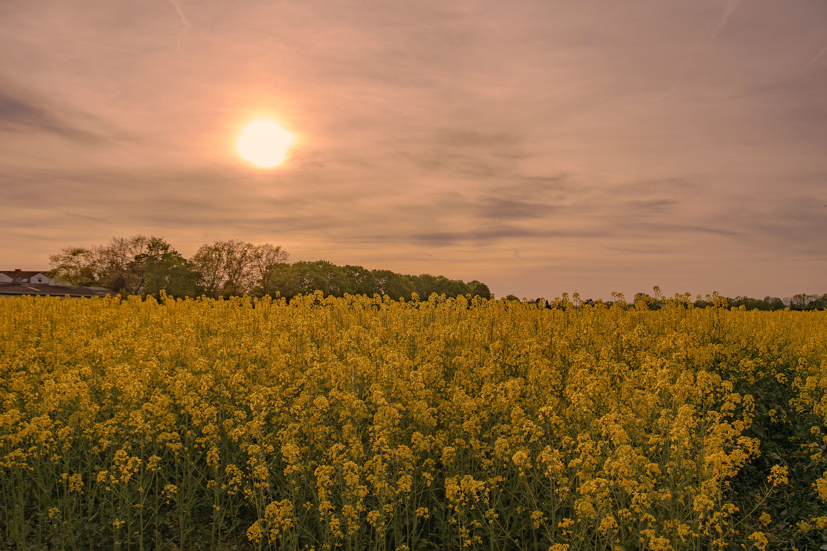 Abendsonne und Raps