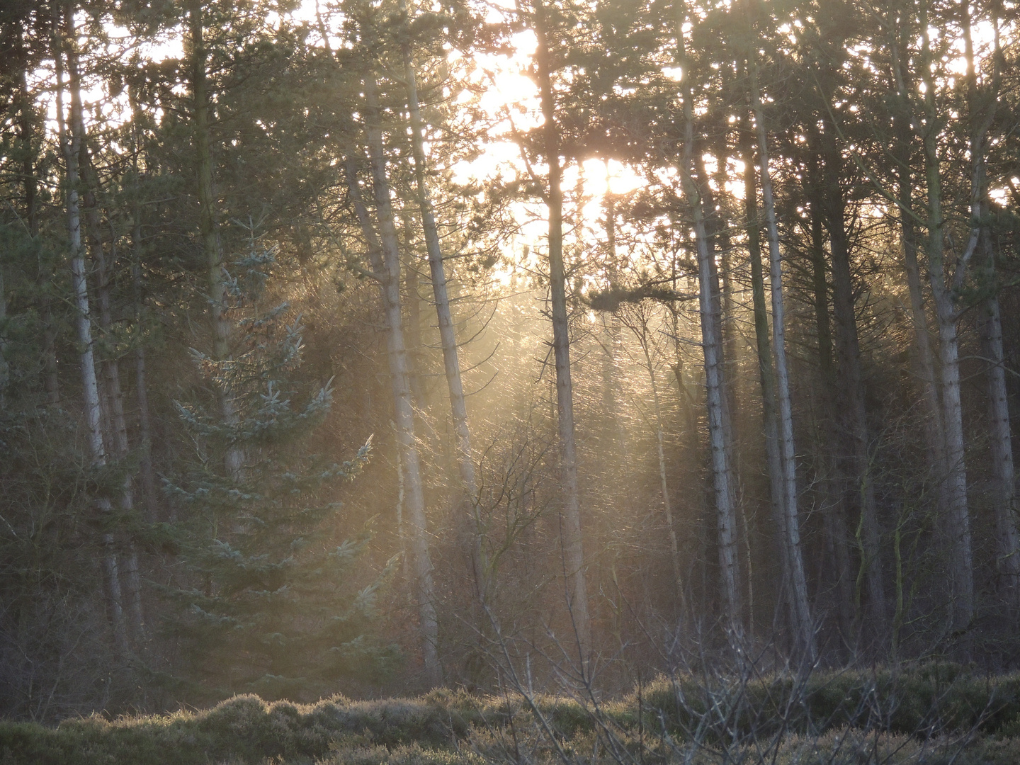 Abendsonne Wald