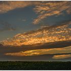 Abendsonne, Wolken, Rapsfeld