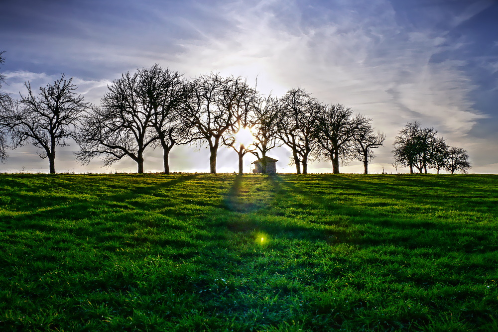 Abendsonne zwischen Bäumen von Ralf Rudelbach