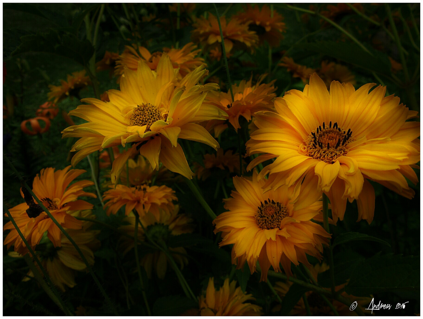 Abendsonnen im Garten