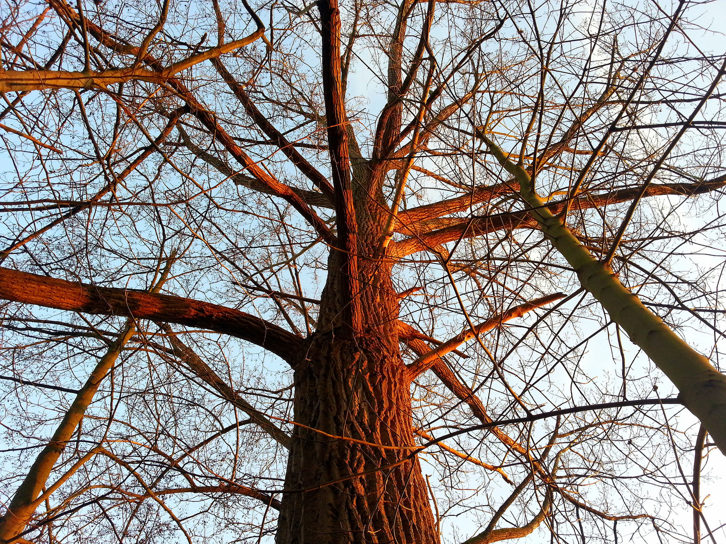 Abendsonnenbaum