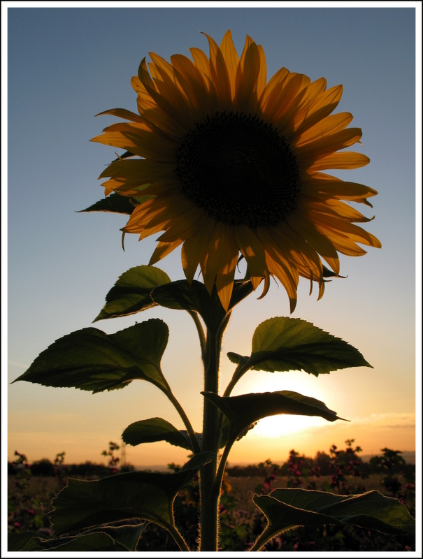 Abendsonnenblume