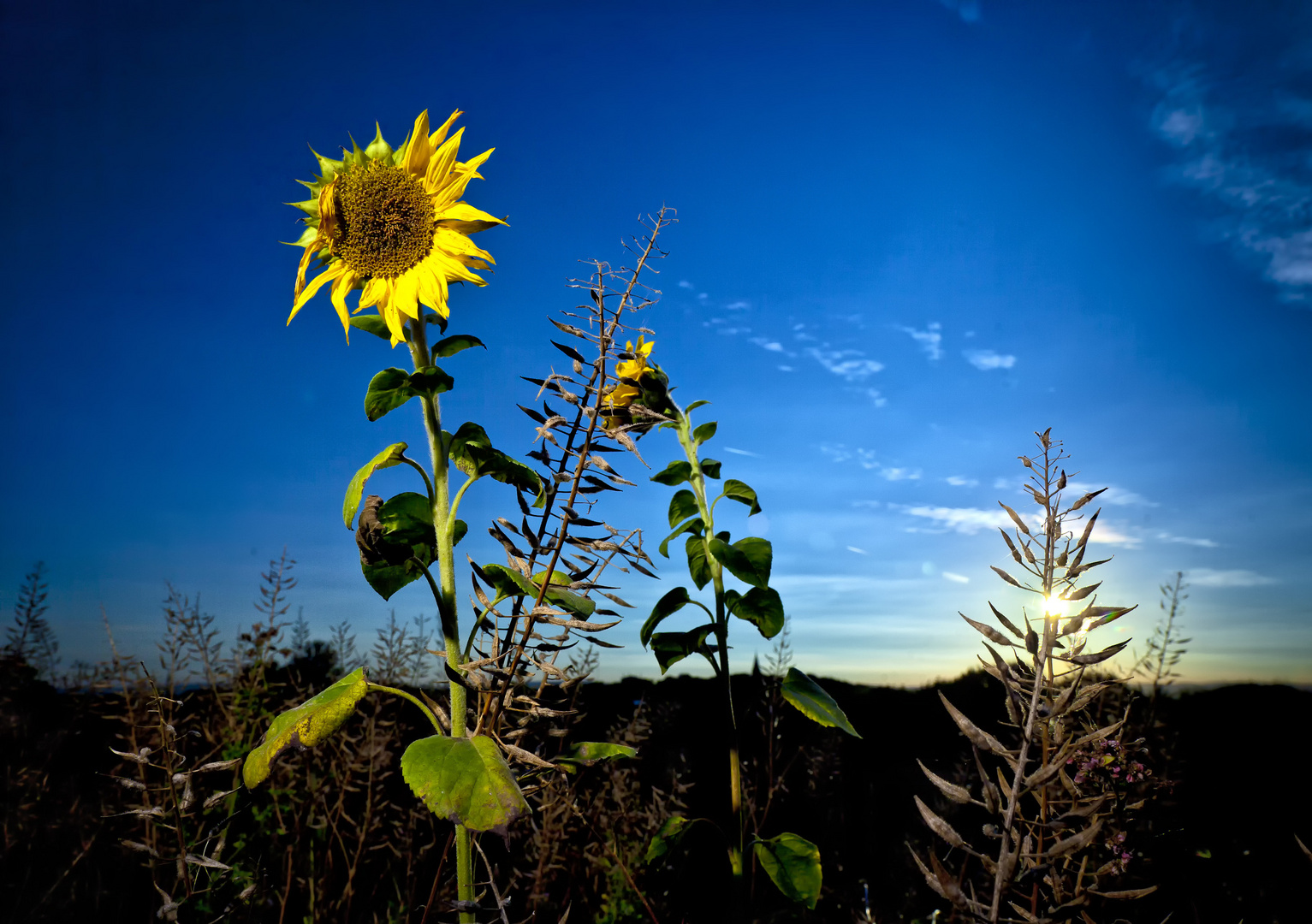 Abendsonnenblumen