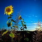 Abendsonnenblumen