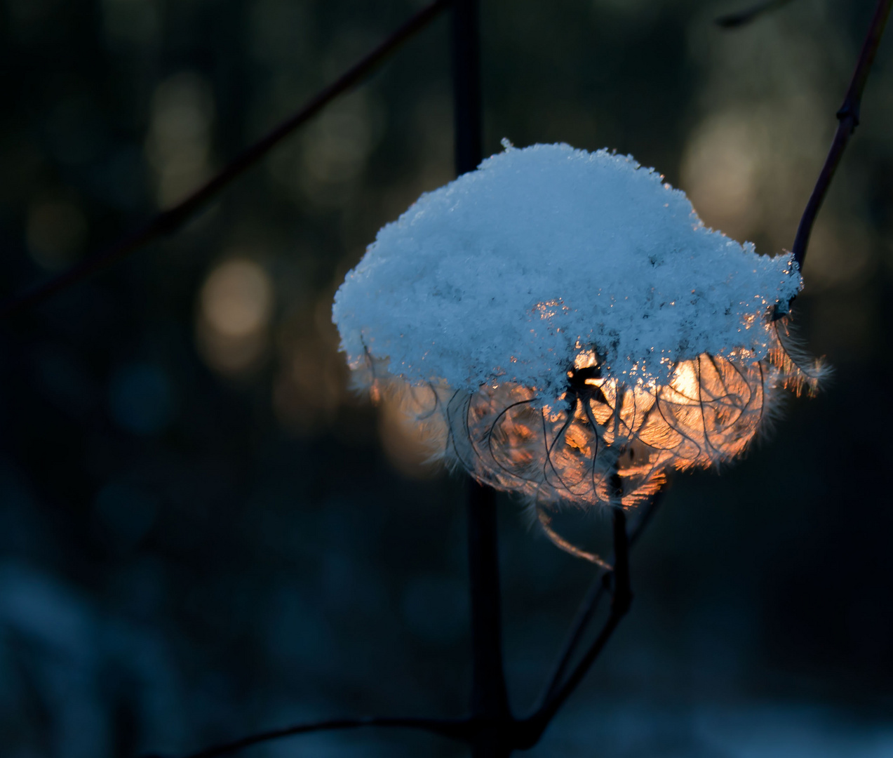 Abendsonnenlampe