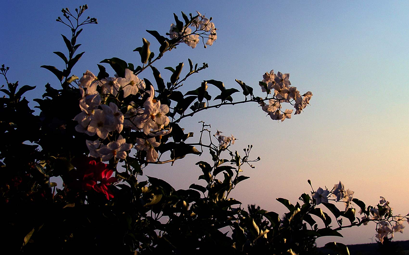 Abendsonnenlicht-für-Sonntag-