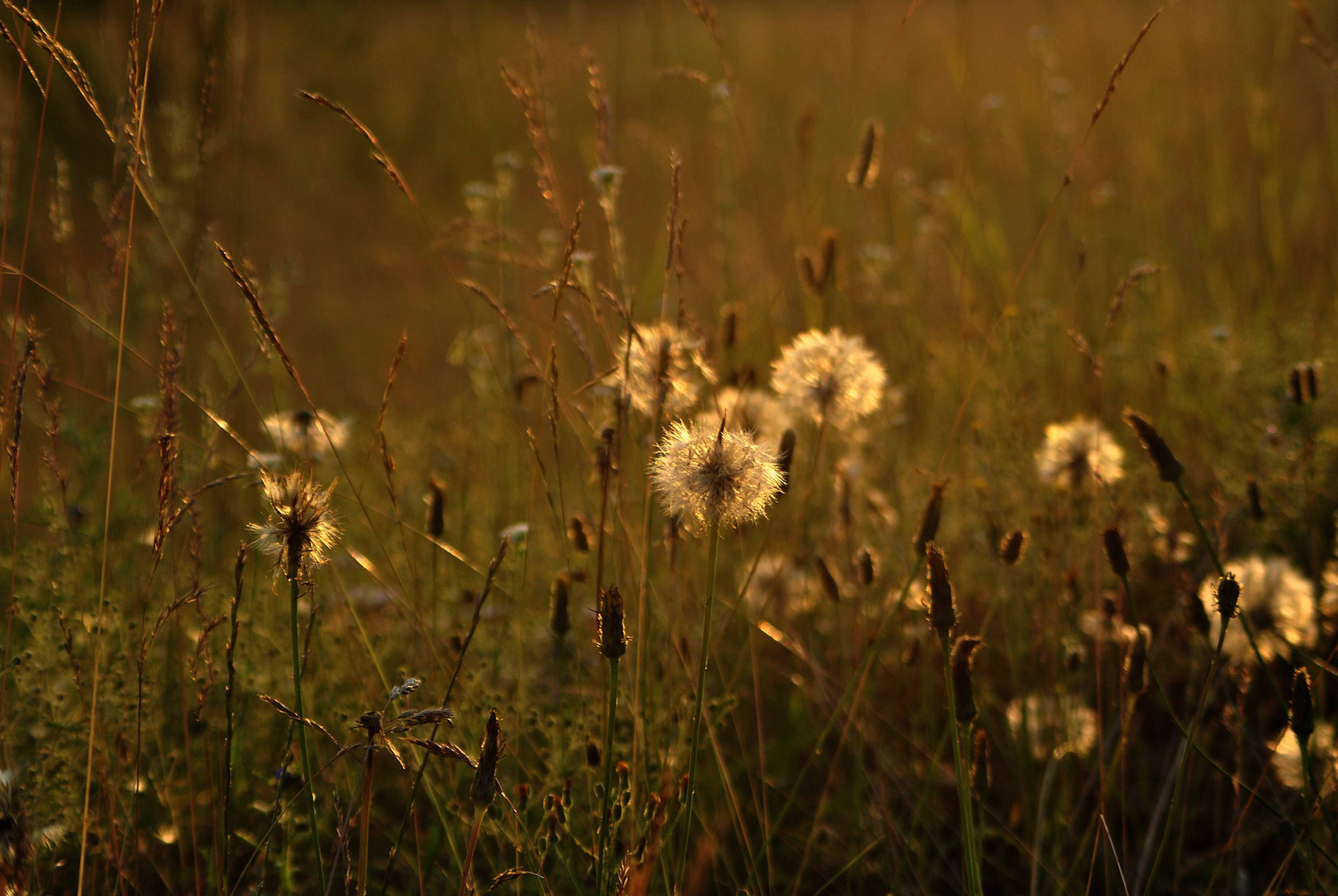 Abendsonnenwiese......