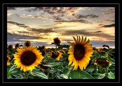 abendsonnesonnenblumen