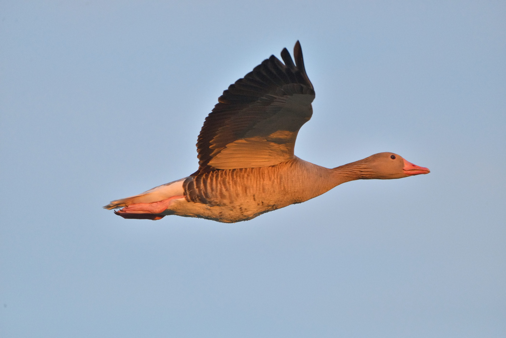 Abendspazierflug