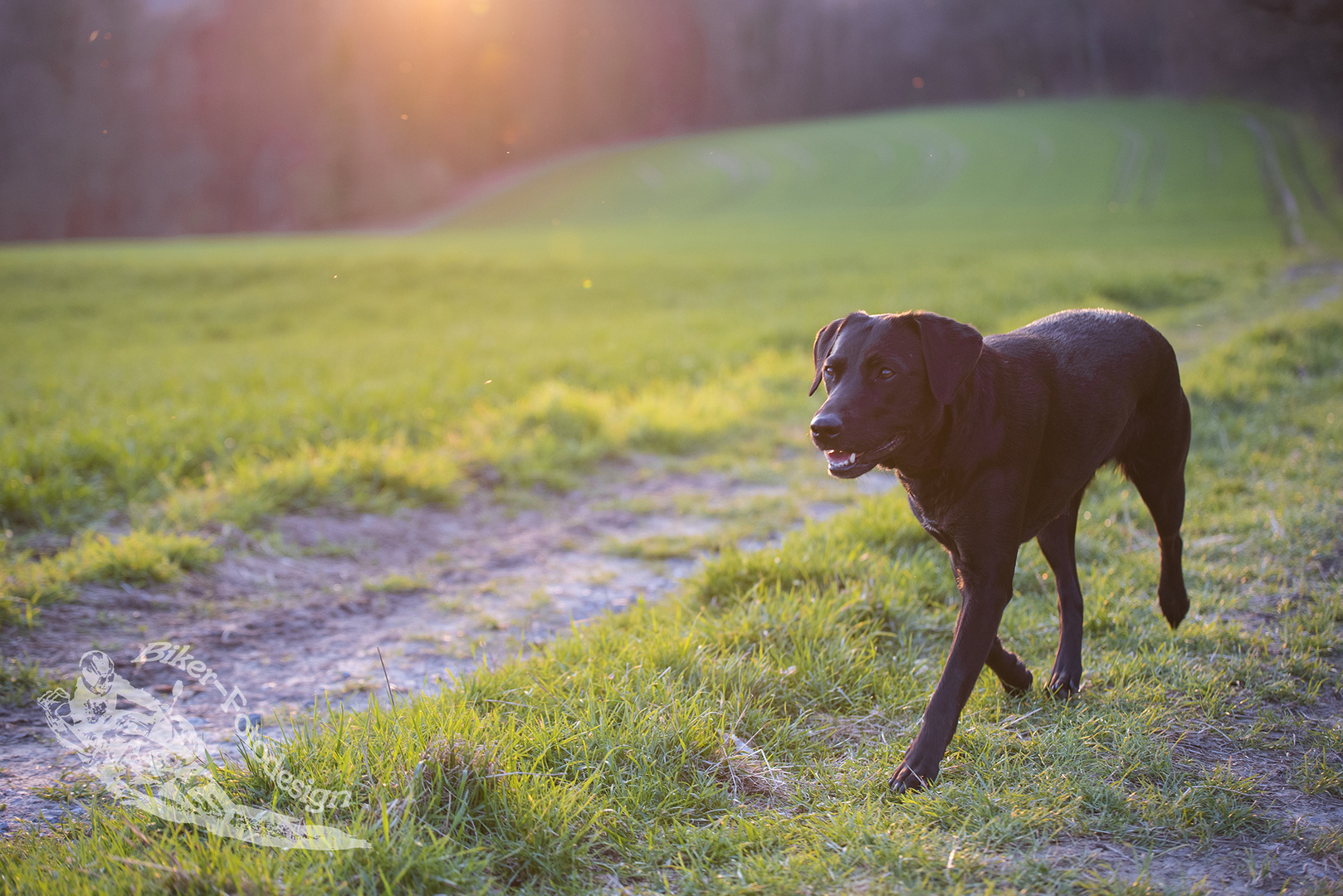 Abendspaziergang