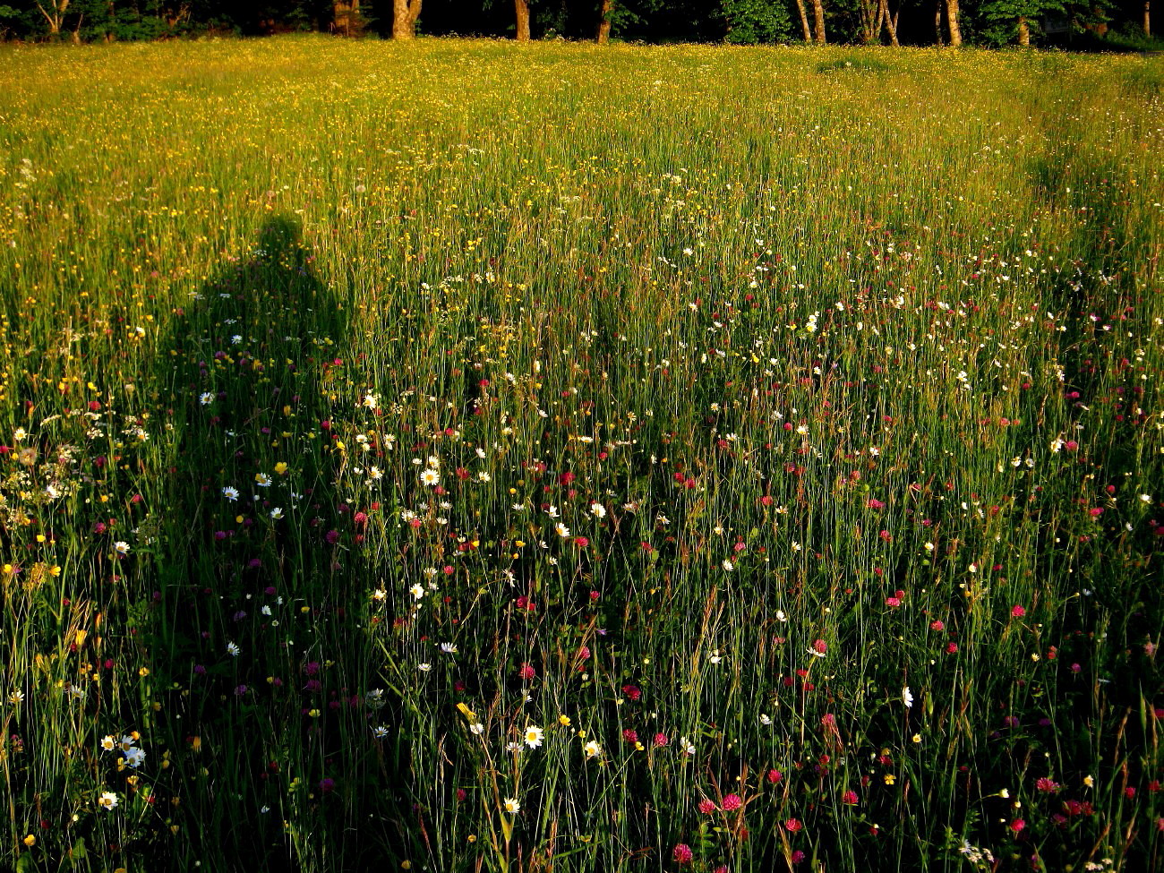 Abendspaziergang