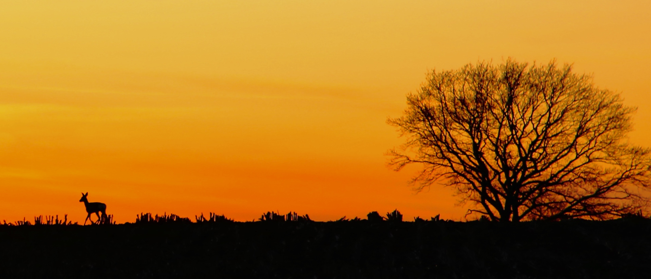 Abendspaziergang