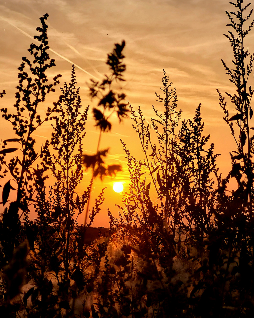 Abendspaziergang