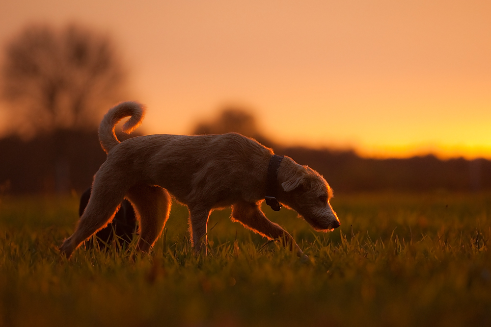 Abendspaziergang!