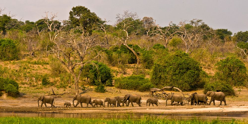 Abendspaziergang am Chobe