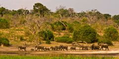 Abendspaziergang am Chobe