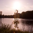 Abendspaziergang am Rhein 2