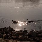 Abendspaziergang am Rhein3