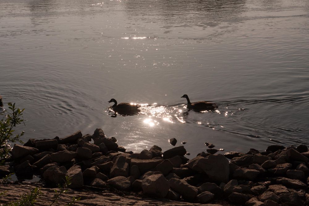 Abendspaziergang am Rhein3