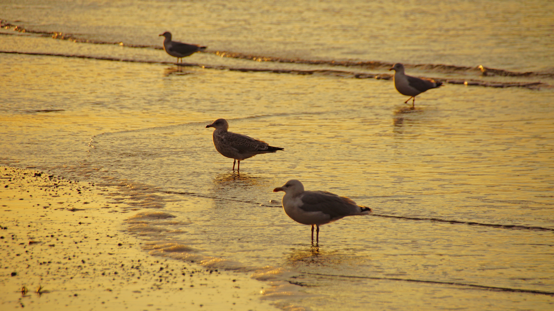 Abendspaziergang am Strand