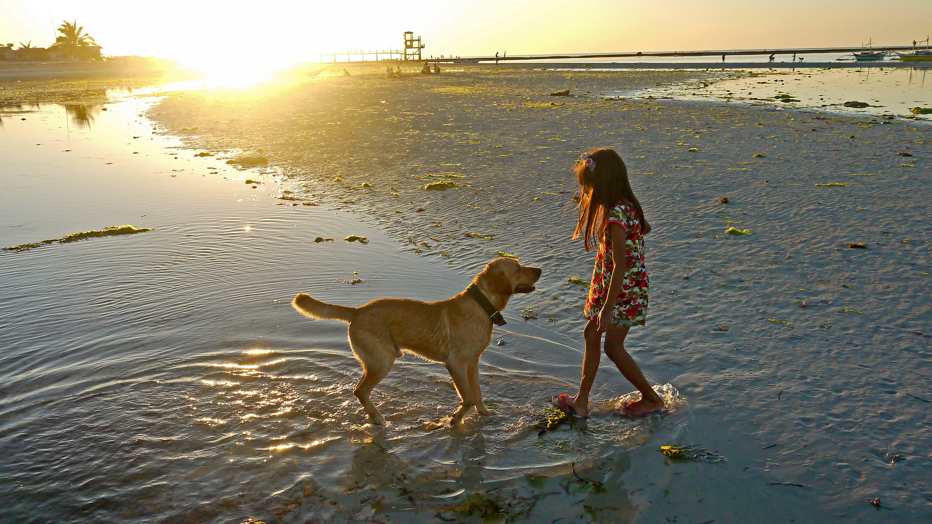 Abendspaziergang am Strand mit Hund