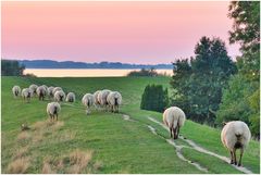 Abendspaziergang auf dem Deich