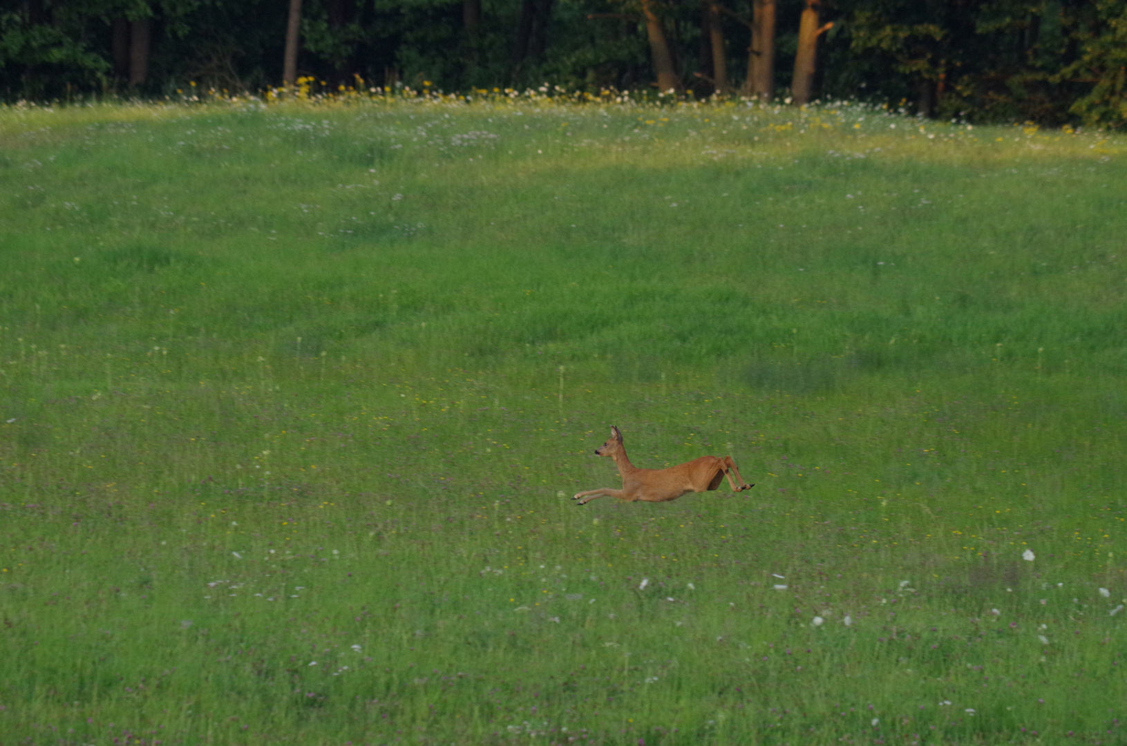 Abendspaziergang