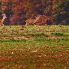 "ABENDSPAZIERGANG der Rehe"