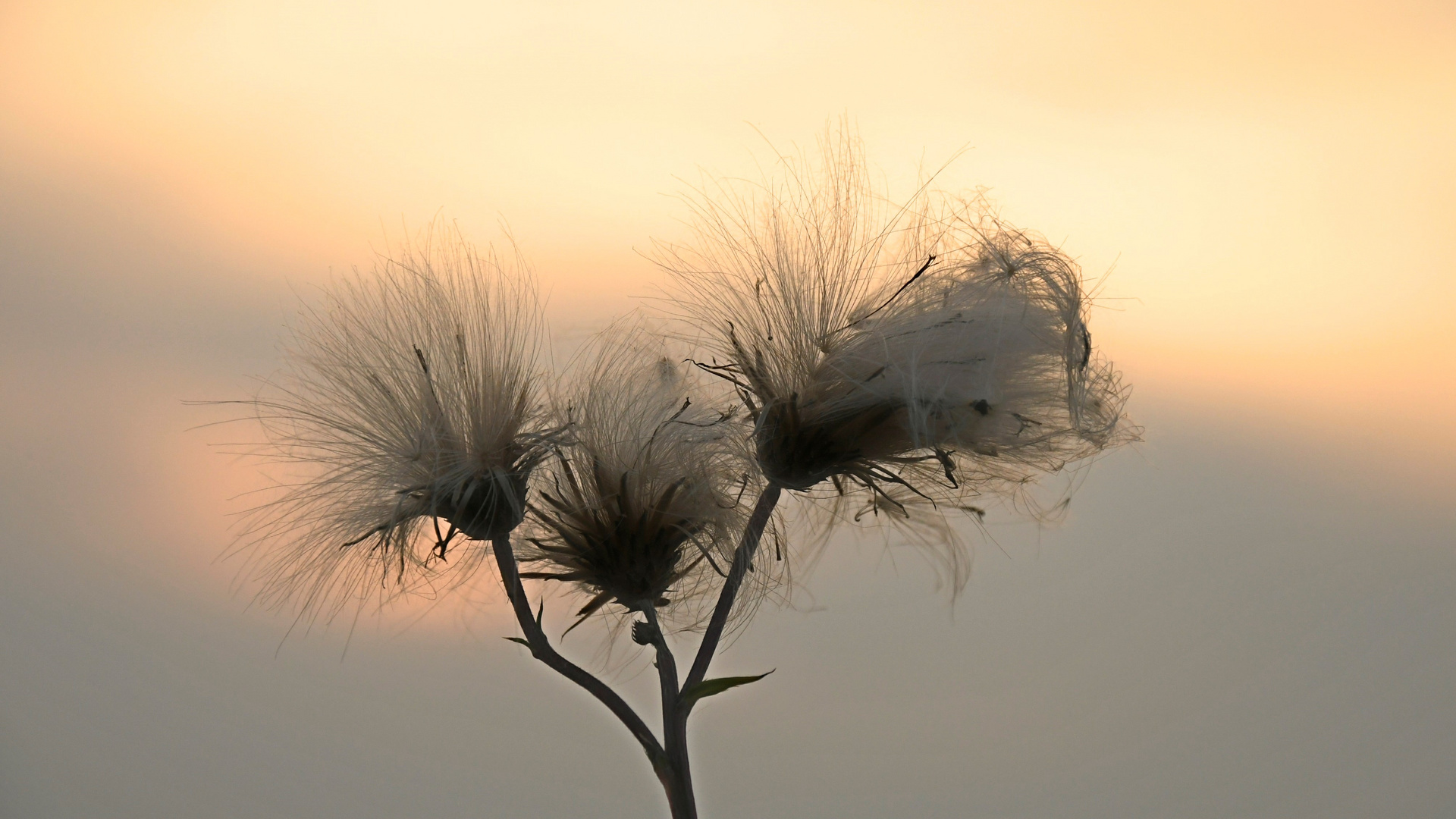 Abendspaziergang - Distelsamen -