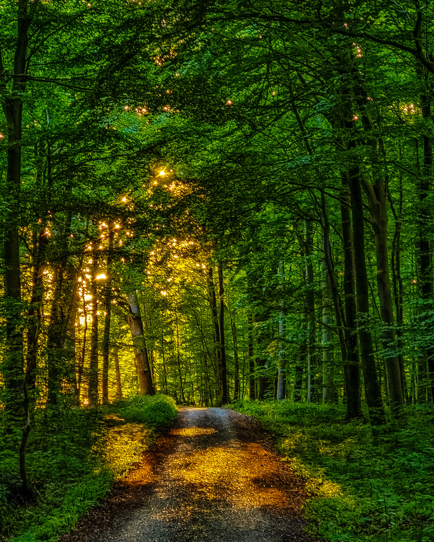 Abendspaziergang durch den Wald