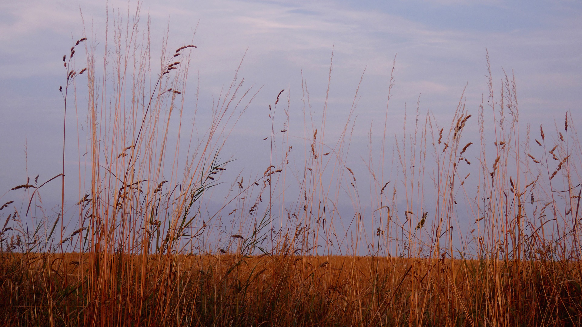 Abendspaziergang durch die Felder