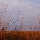 Abendspaziergang durch die Felder