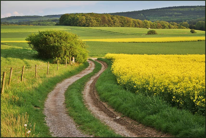 Abendspaziergang durch die Felder