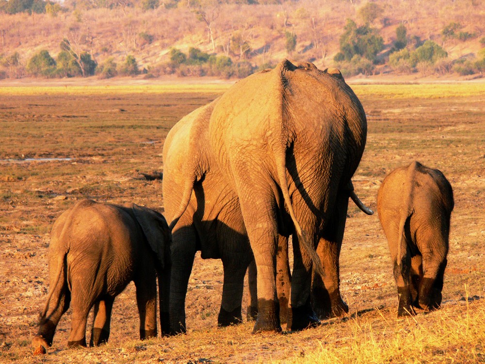 Abendspaziergang einer Elefantenfamilie an der Chobe Riverfront, Botswana