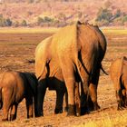 Abendspaziergang einer Elefantenfamilie an der Chobe Riverfront, Botswana