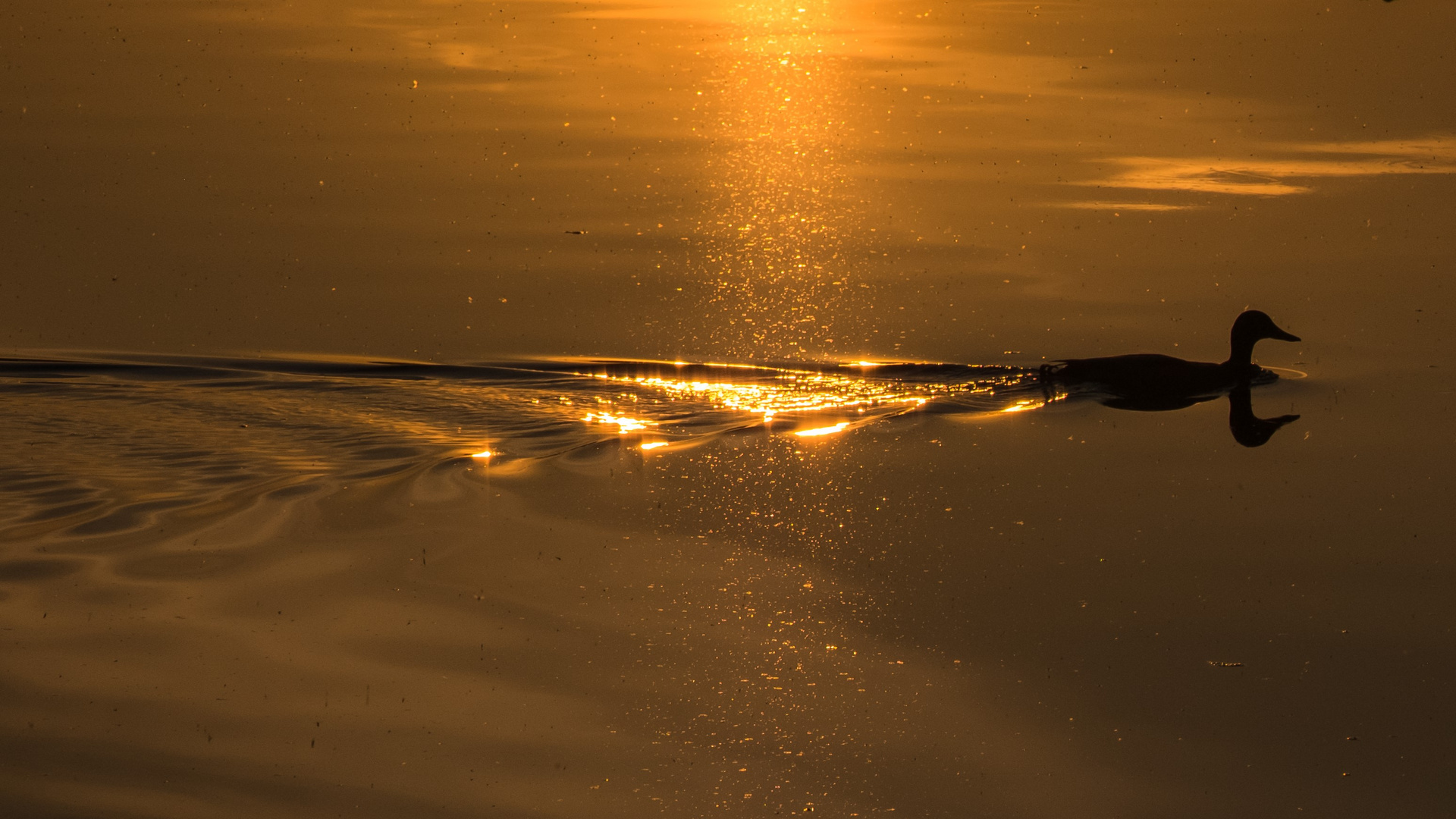 Abendspaziergang einer Ente