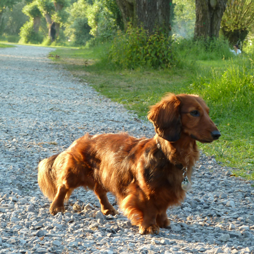 Abendspaziergang eines Dackels