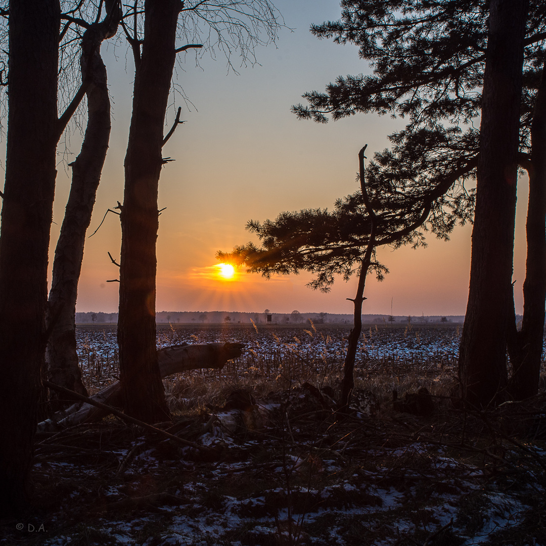 Abendspaziergang im Celler Land 1