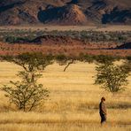 Abendspaziergang im Damaraland