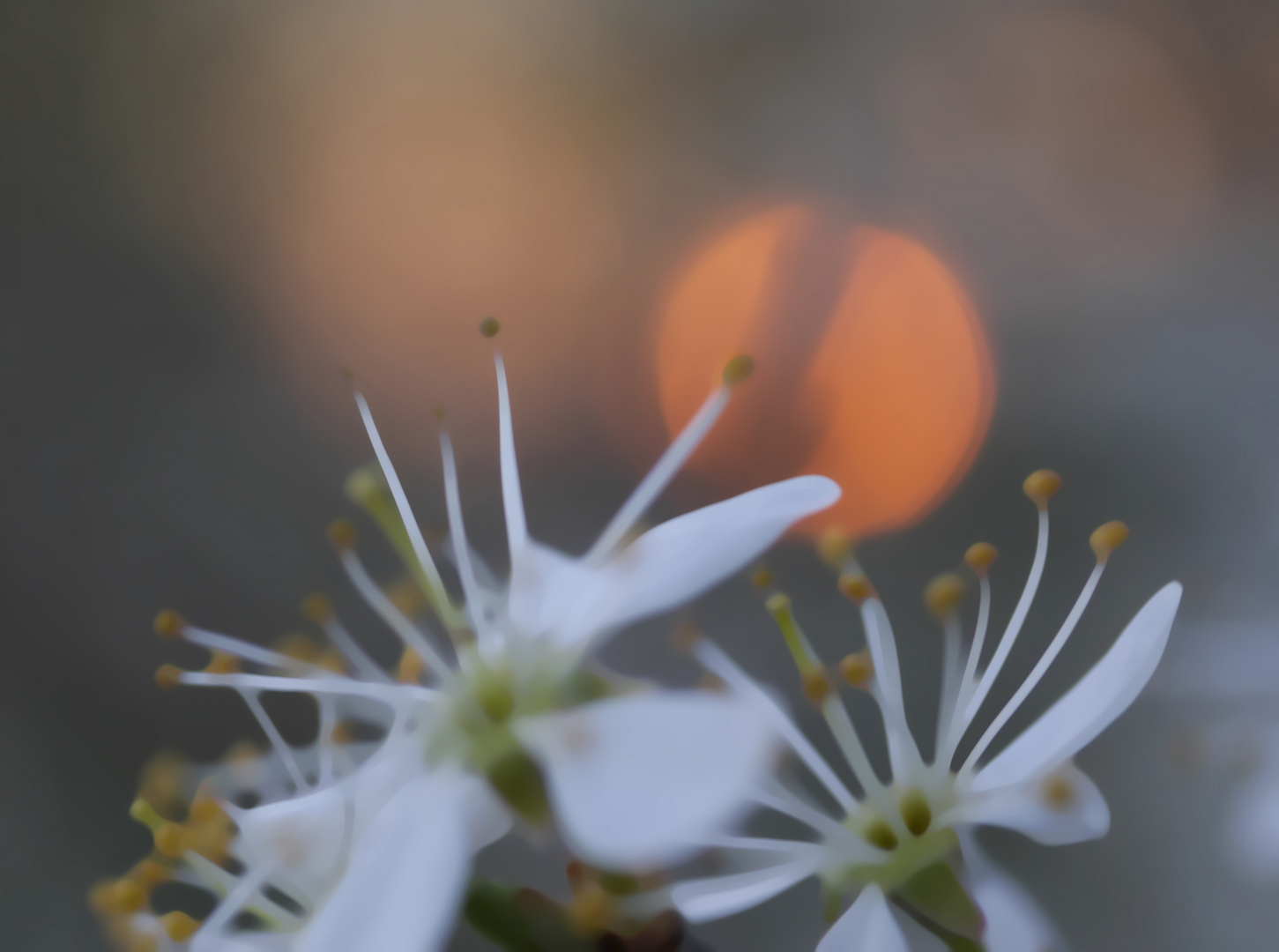 Abendspaziergang im Frühling